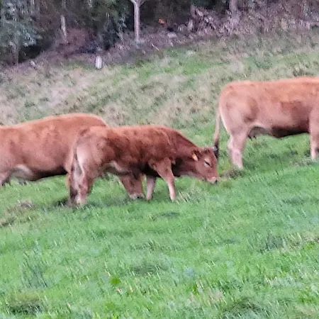 Hotel Restaurante El Fornon Novellana