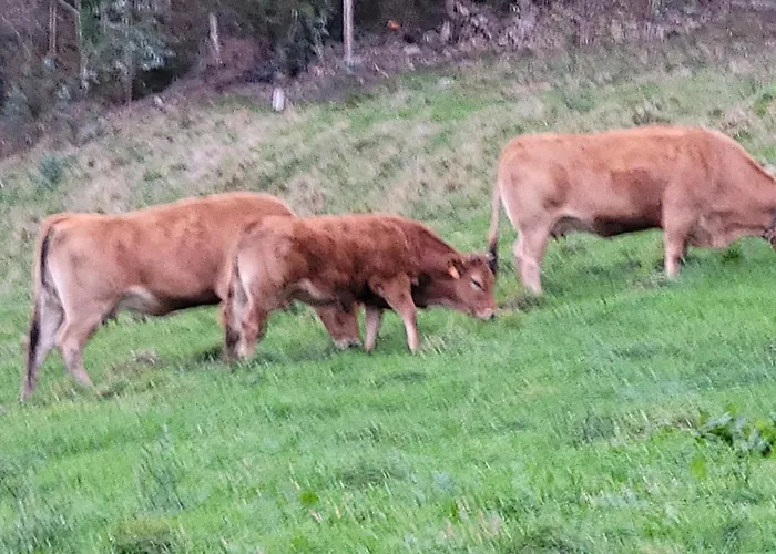 Hotel Restaurante El Fornon Novellana